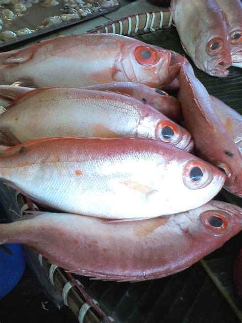 kwaw fish|DZGBNewsOnline .